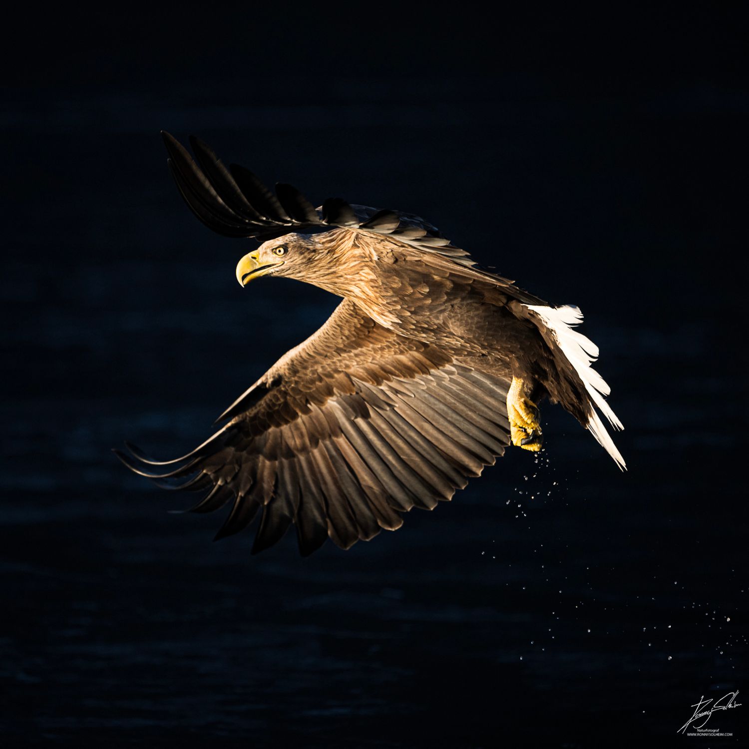 Havørn med mørk bakgrunn