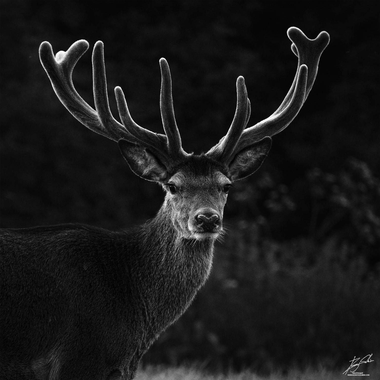 Kronhjorten fangar kveldslyset i bastkledd gevir.