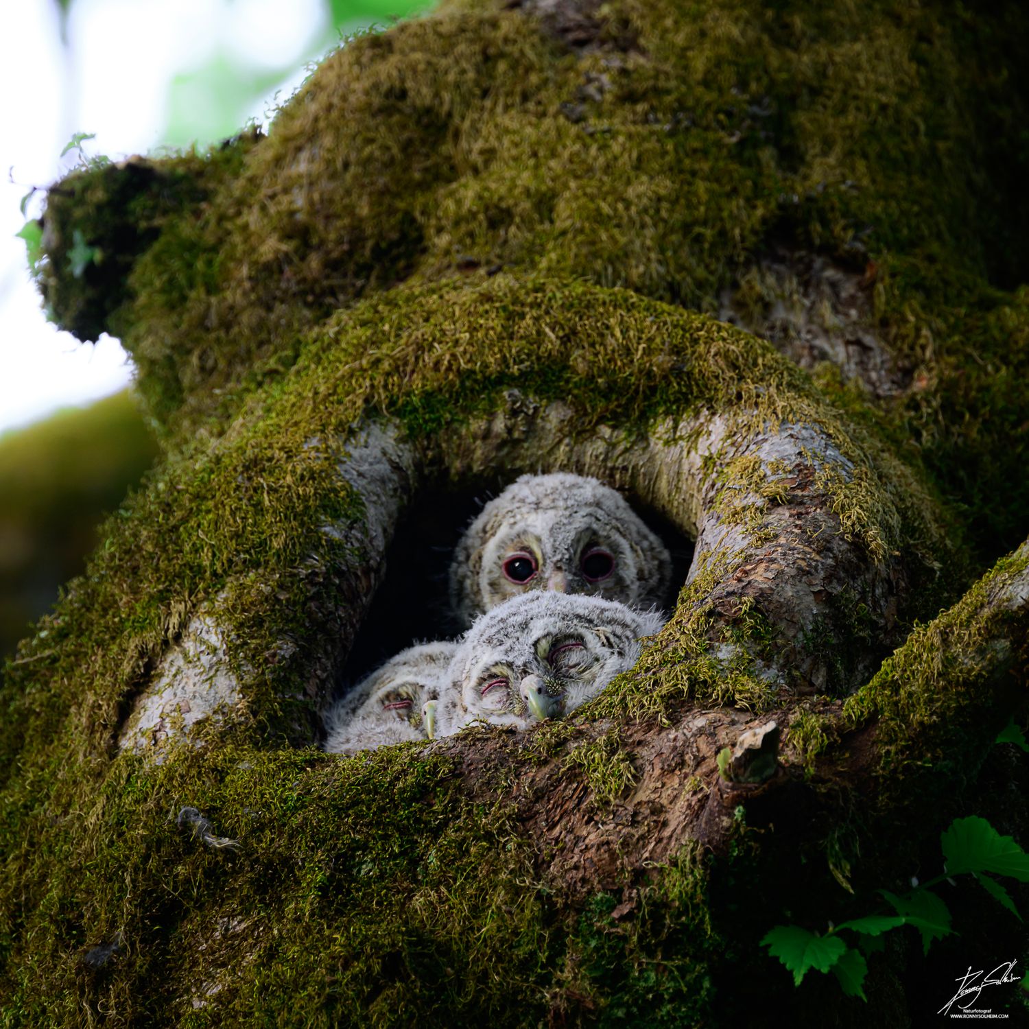 Kattugla har tre sjarmerande småtroll i den gamle almen.
