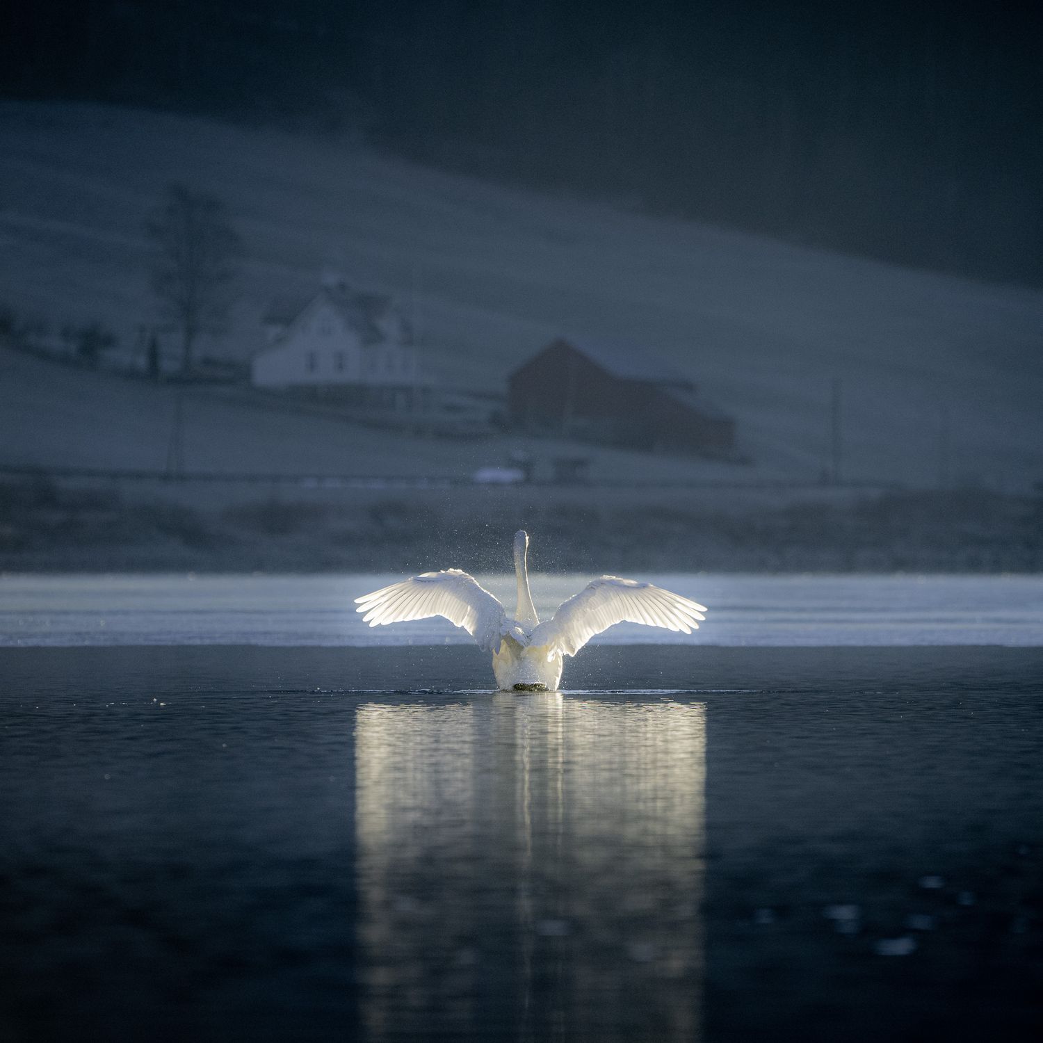 Sangsvana på Bergheimsvatnet