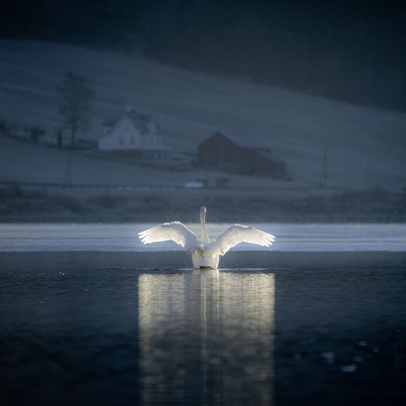 Sangsvana på Bergheimsvatnet