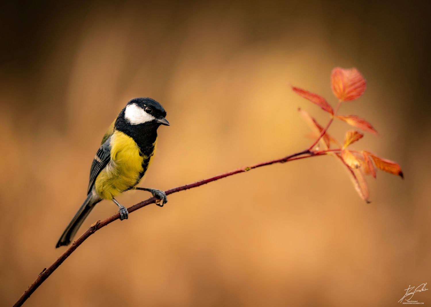 Kjøttmeis på pinne