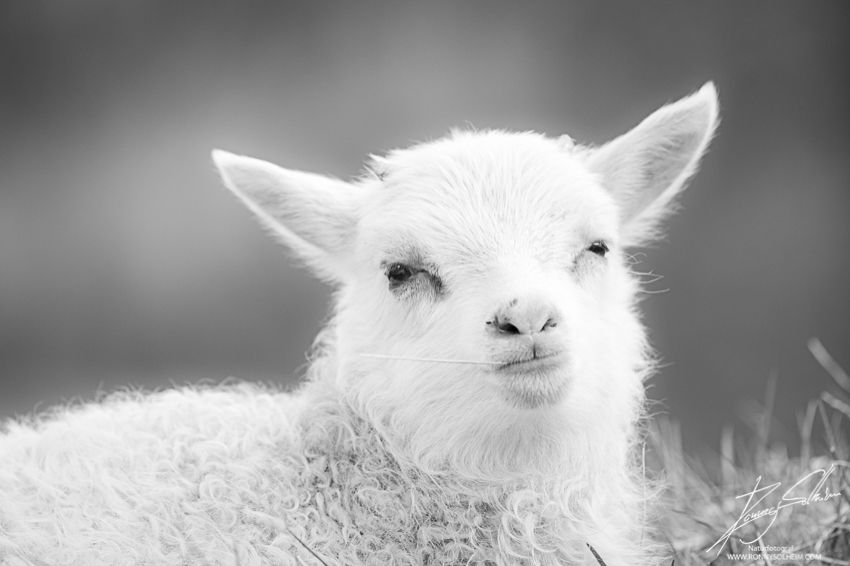 Lam med strå på skrå