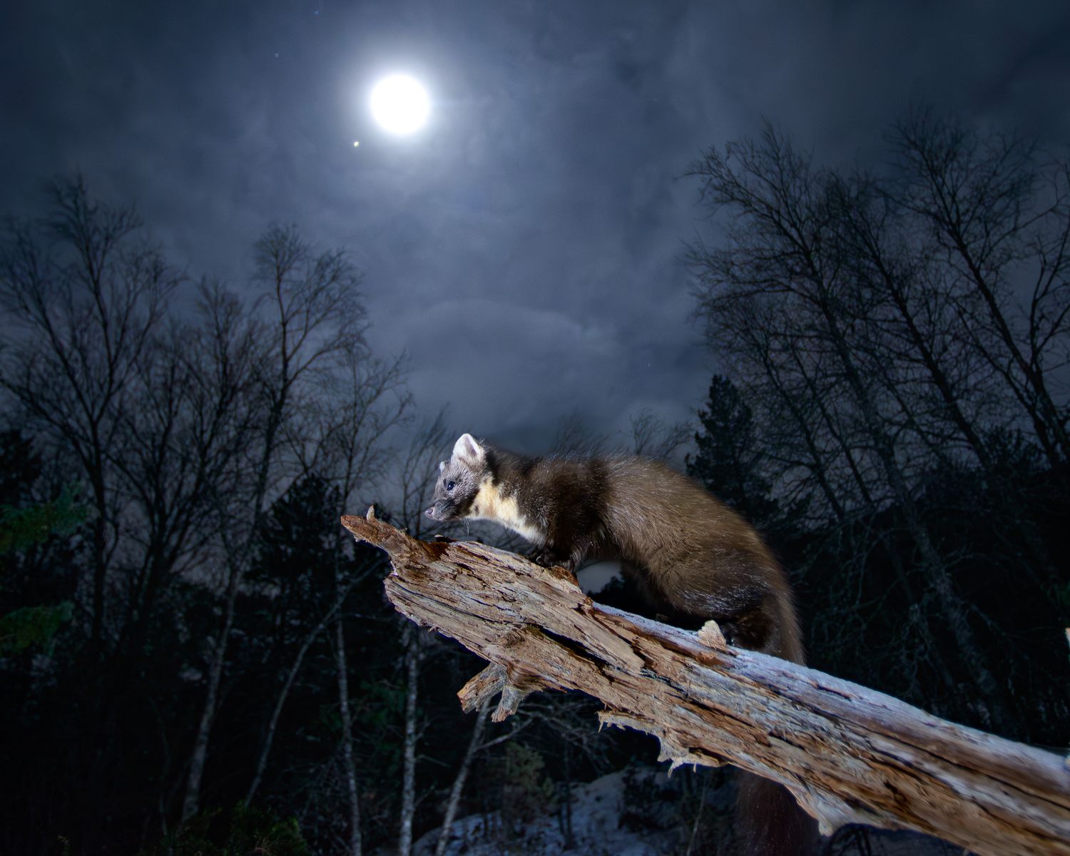 Måren og fullmånen