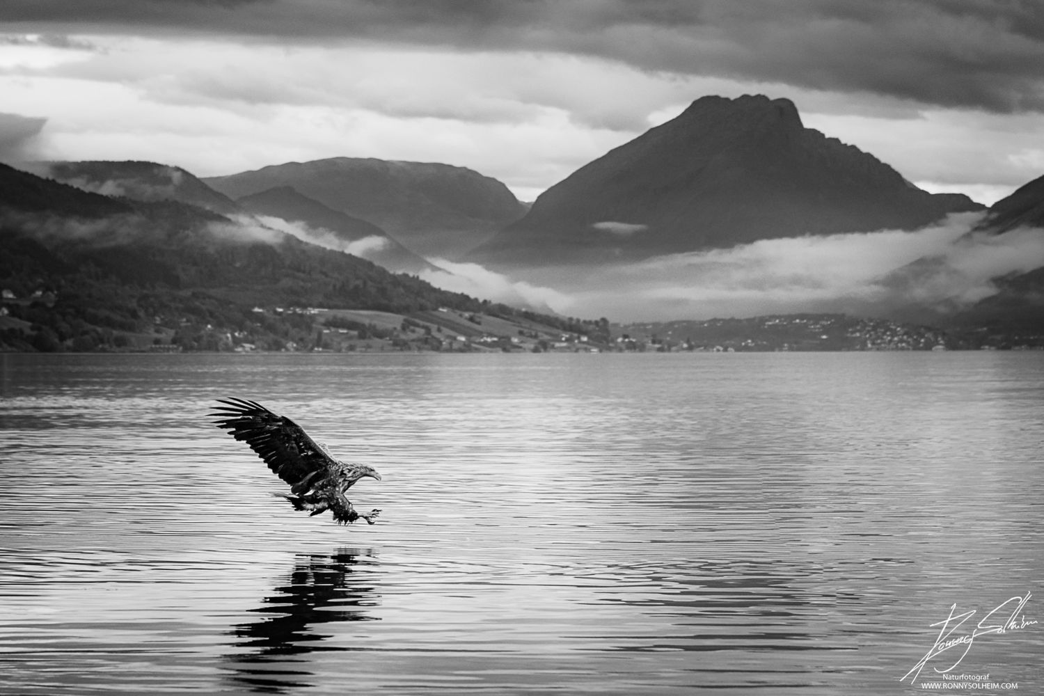 Kjøttmeis på pinne