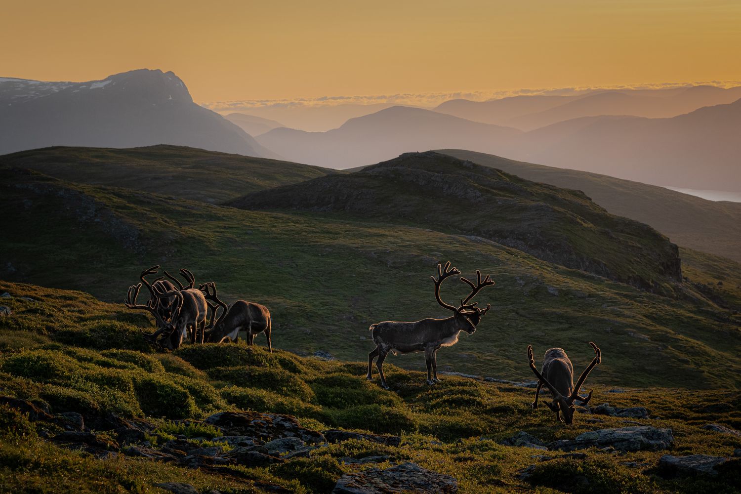 Reinsdyrbukkar i solnedgang