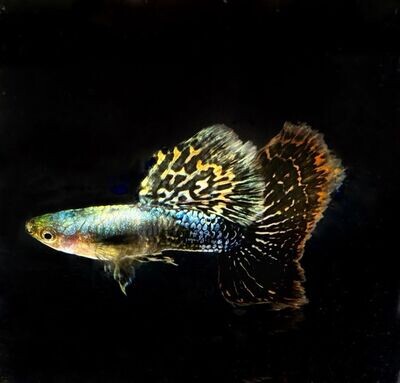 Red Dragon Guppy