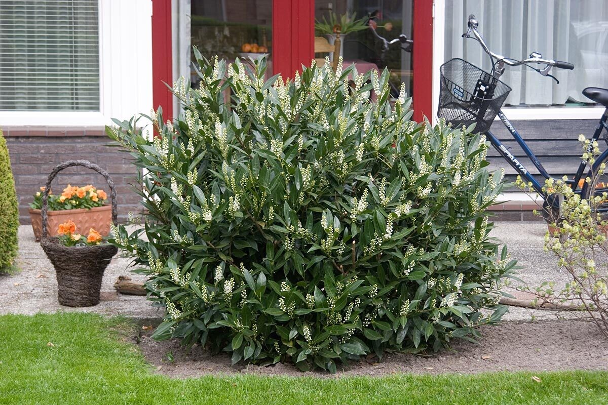 Prunus Laurocerasus Otto Luyken