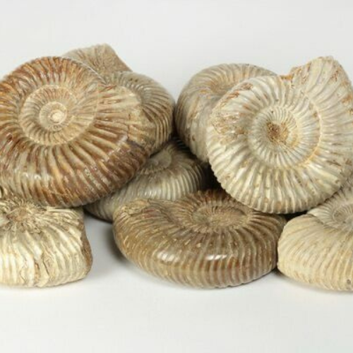 Ammonite