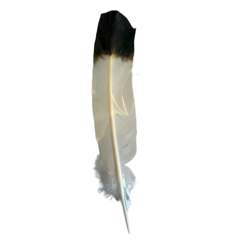 Natural Smudge Feather