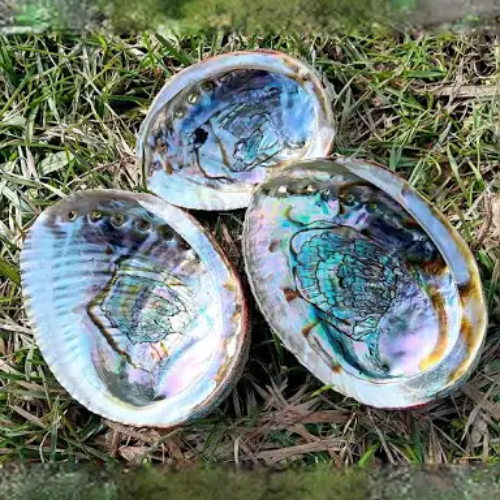 Abalone Shell 3&quot;-4&quot;