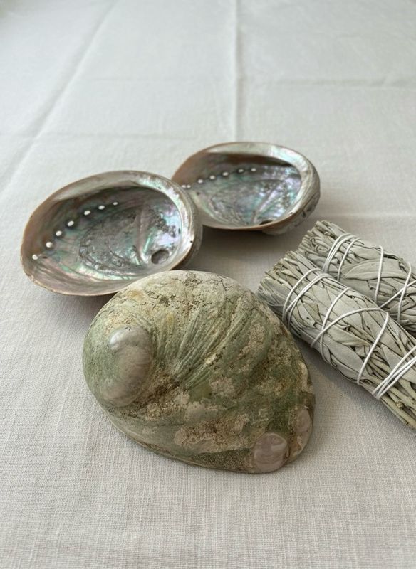 Abalone Shell 6-7"