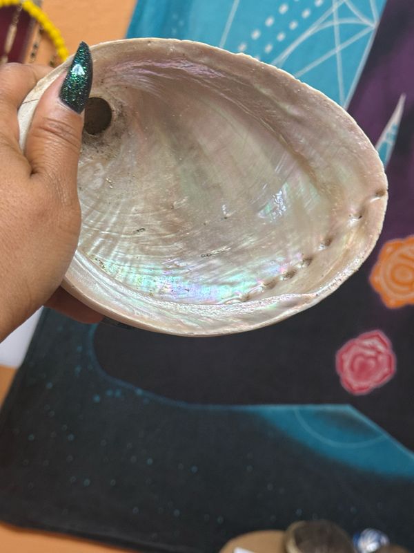 Abalone Shell 6-7"