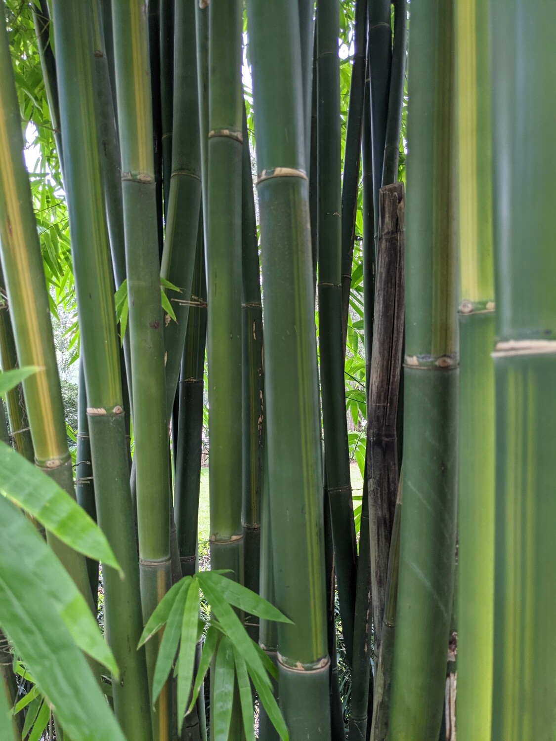 Yin Yang bamboo Bambusa emiensis viridiflavus ***LOCAL PICKUP ONLY***