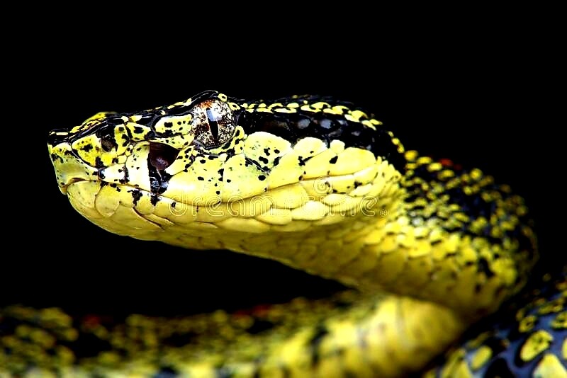  SNAKES