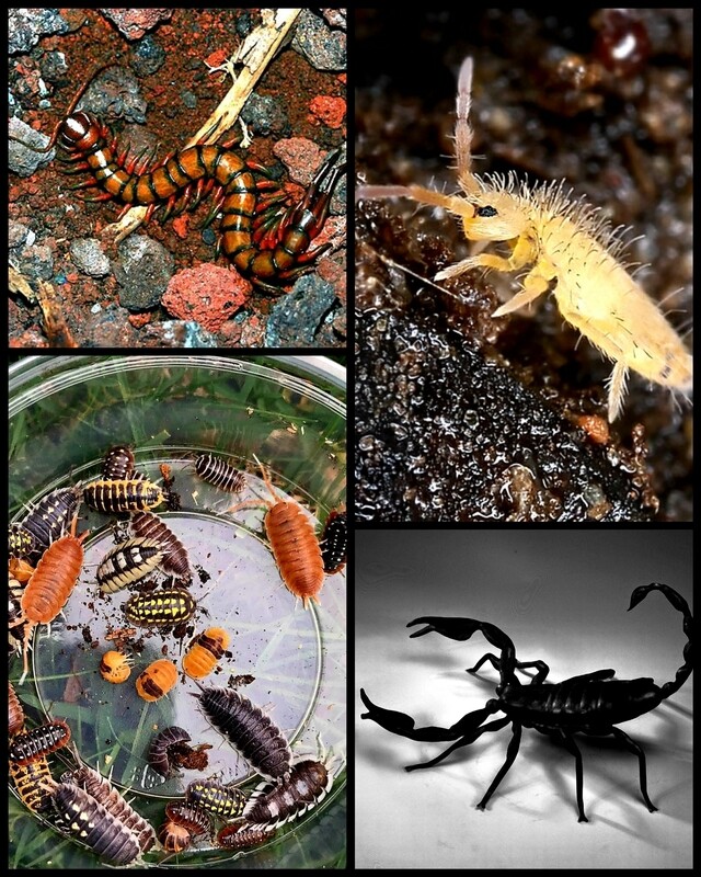 CREATURES AND CRITTERS