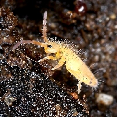 SPRINGTAILS