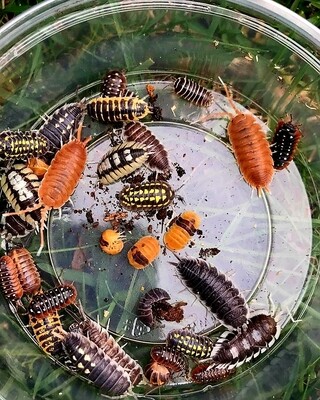 ISOPODS