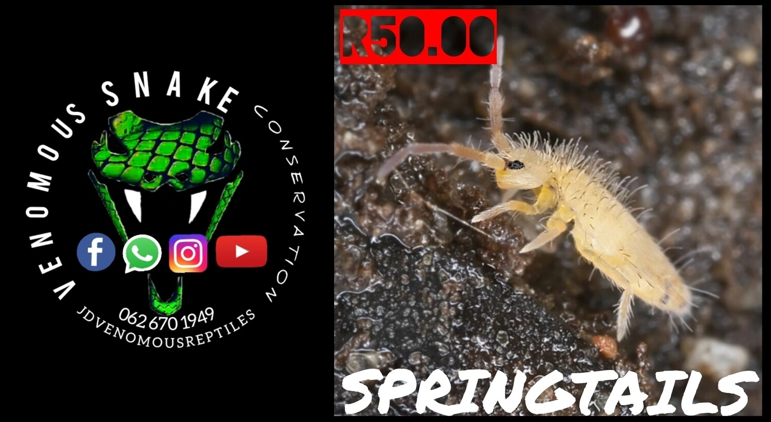 Springtails