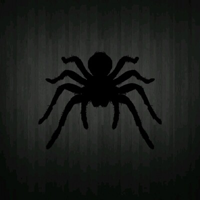 Sexed Tarantulas