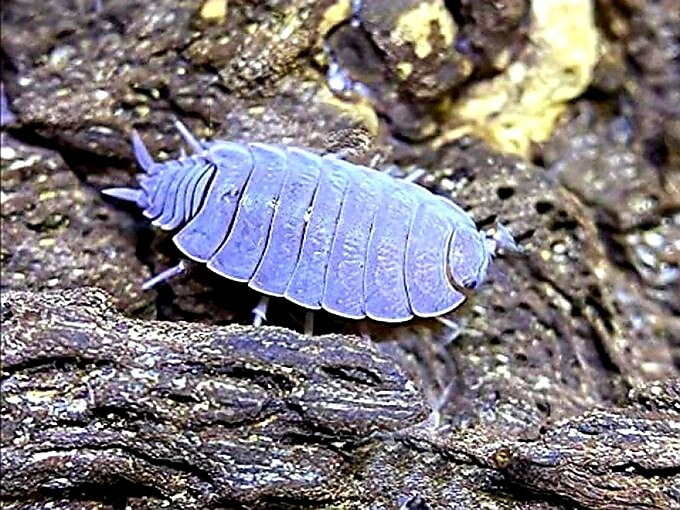 Porcellionides Pruinosus &quot;Powder Blue&quot;