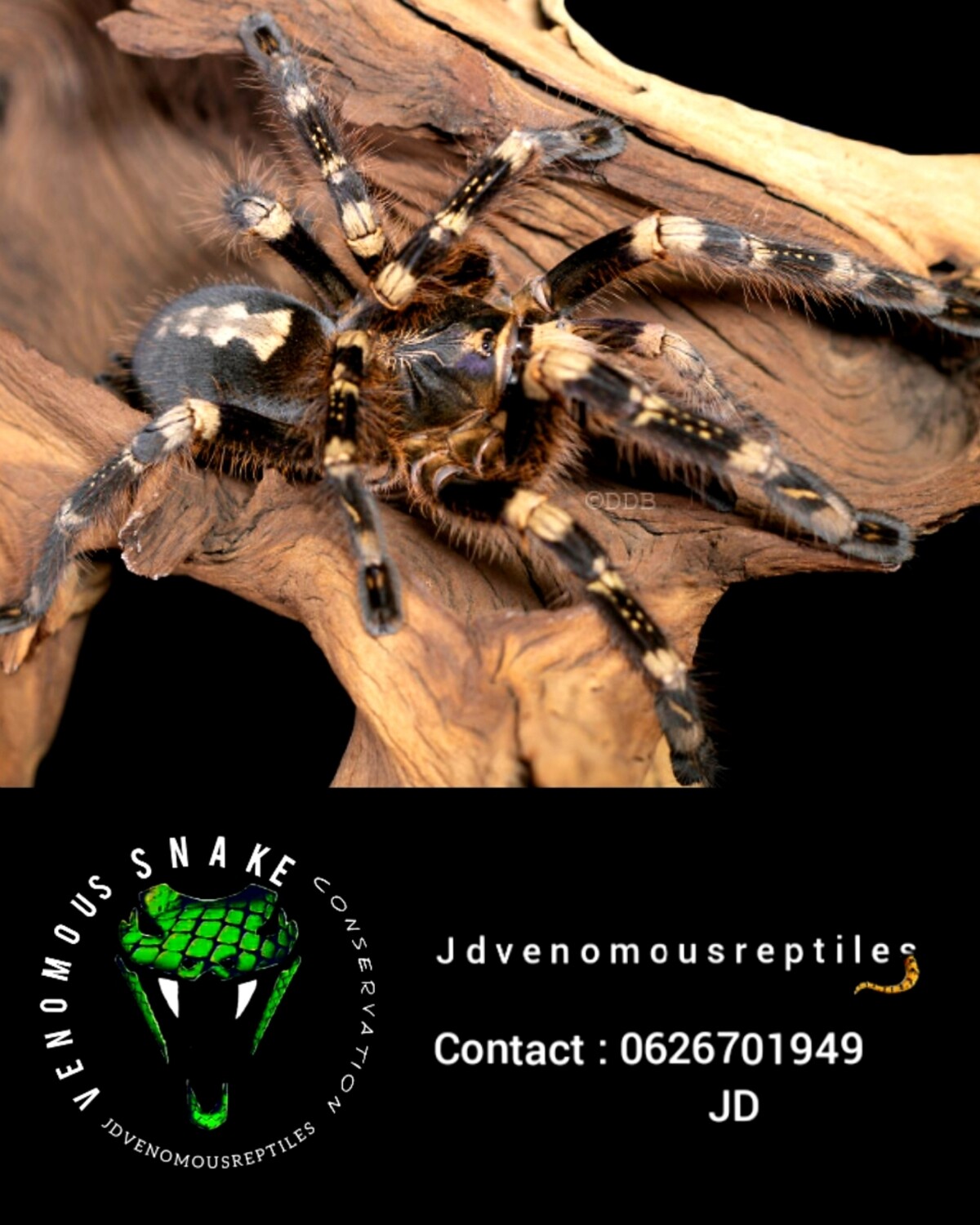 Poecilotheria Subfusca Lowland