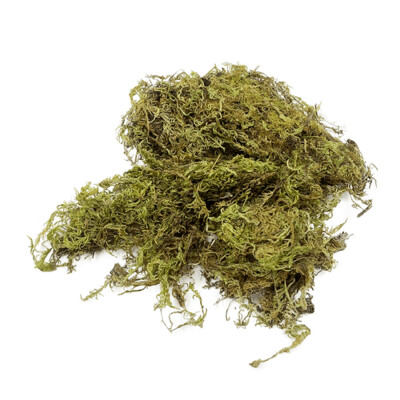 Dried Moss