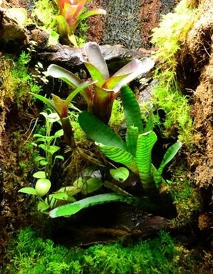Terrarium Plants