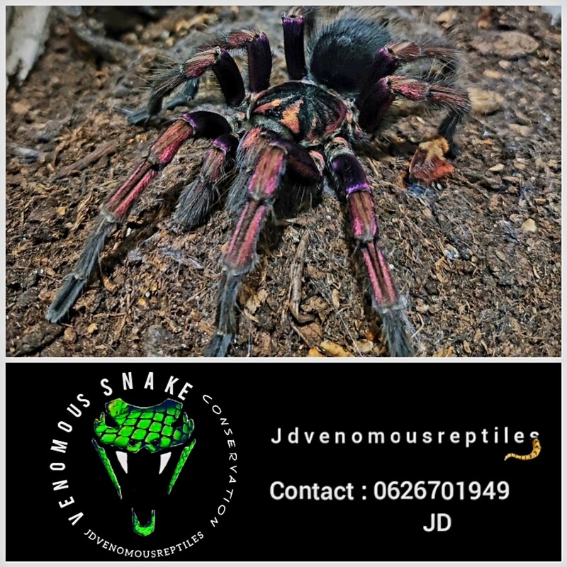 Pamphobeteus Ultramarinus MF