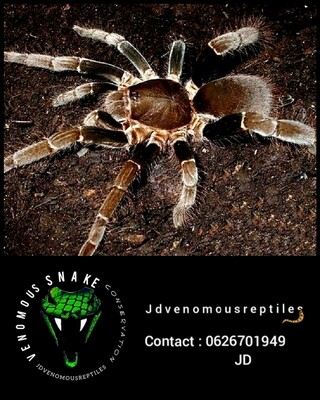 Hysterocrates Gigas