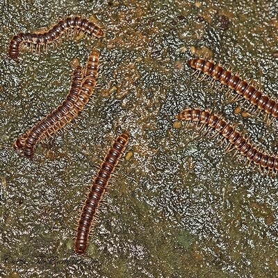 Flatback Millipedes