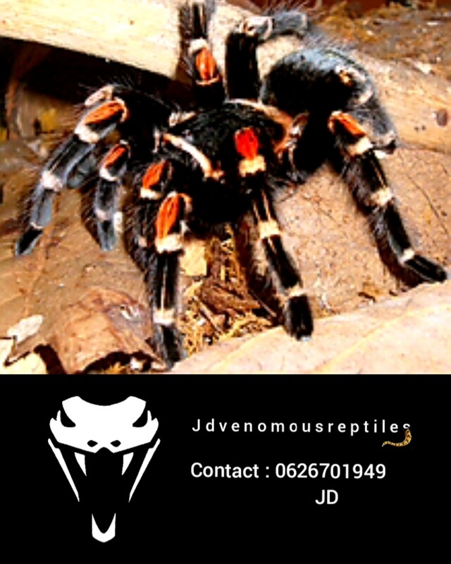 Brachypelma Auratum Pair