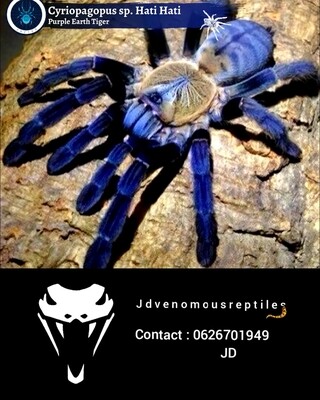 Cyriopagopus Sp Hati Hati