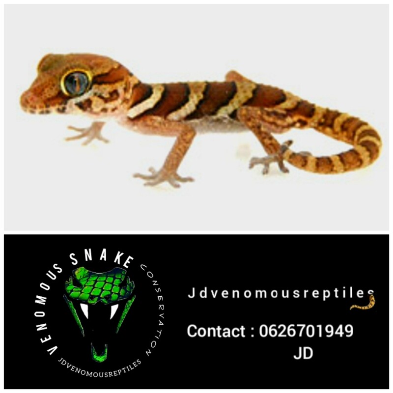 Normal Madagascar Ground Gecko