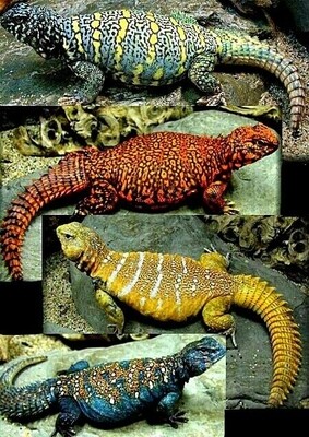 Lizards And Geckos