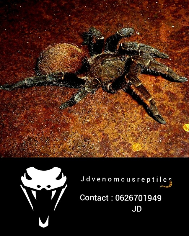 Tliltocatl Vagans