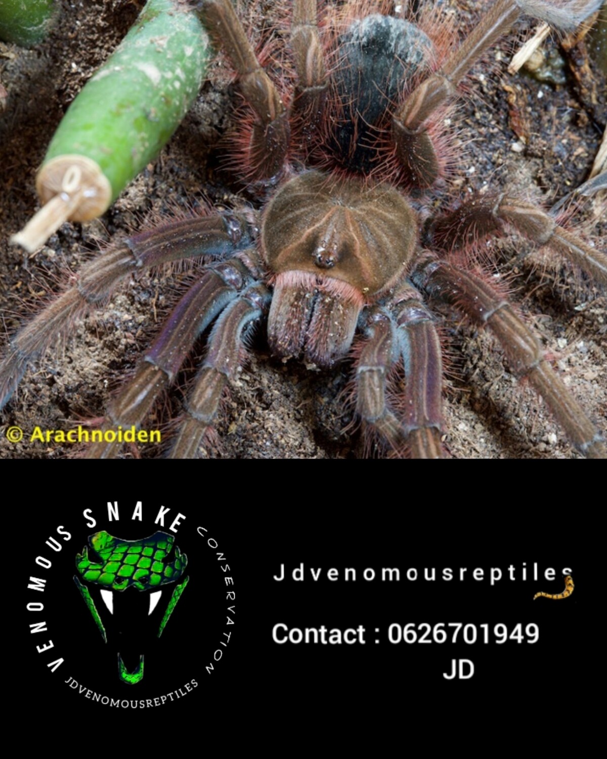 Theraposa Apophysis MM