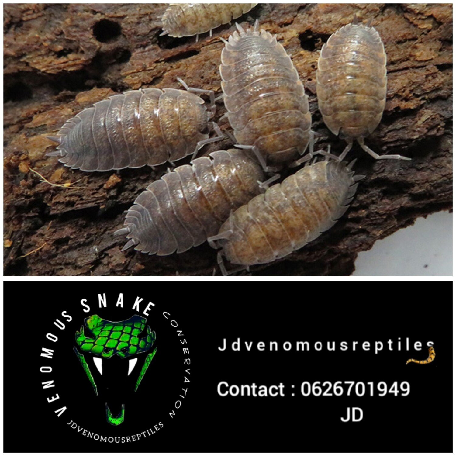 Porcellio Scaber