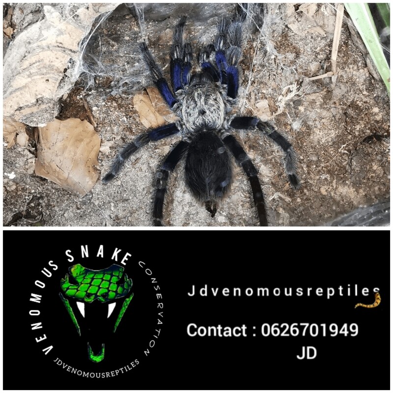 Trixopelma Longicolli MF