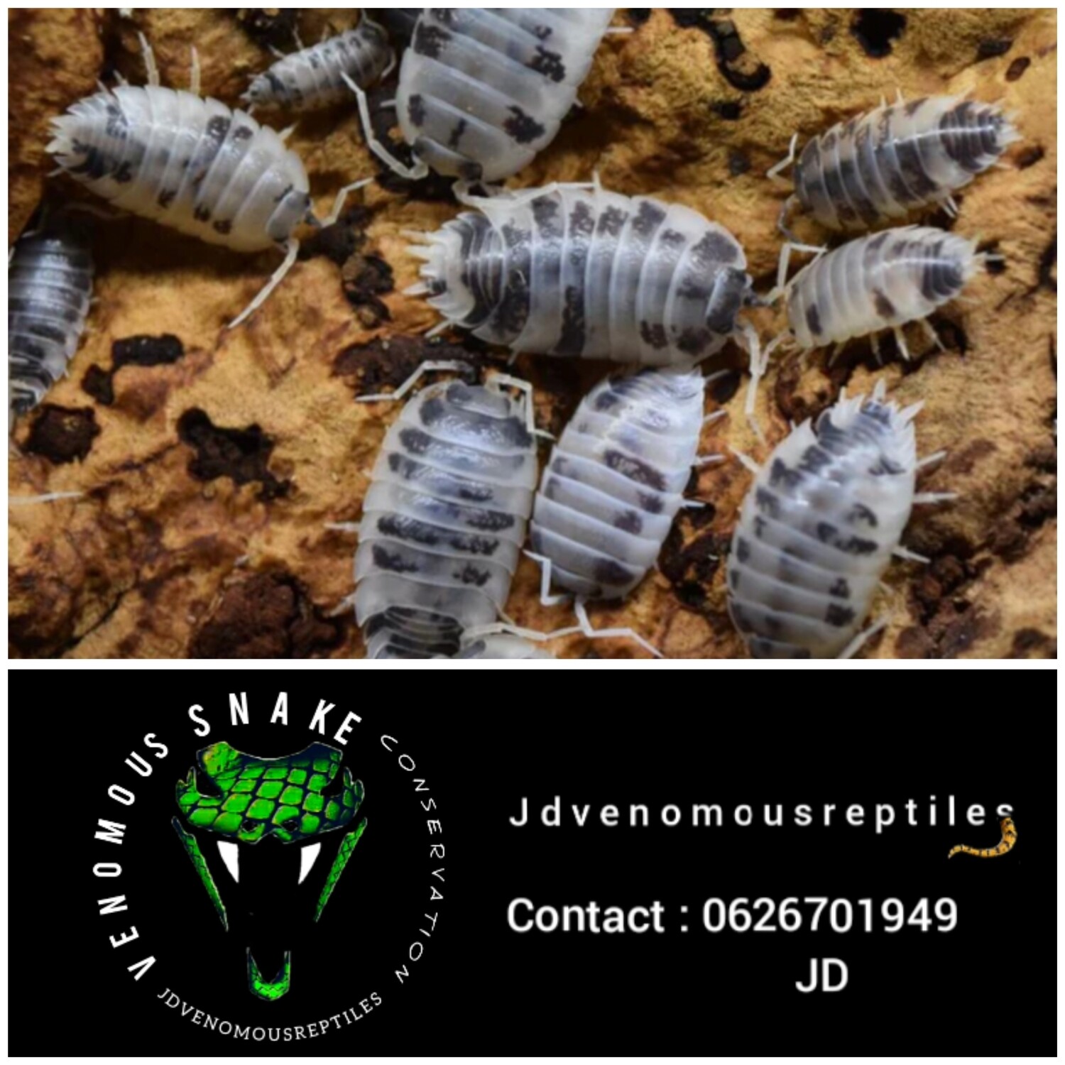 Porcellio Laevis &quot;Dairy Cow&quot;