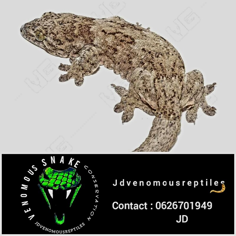 Halmahera Giant Gecko