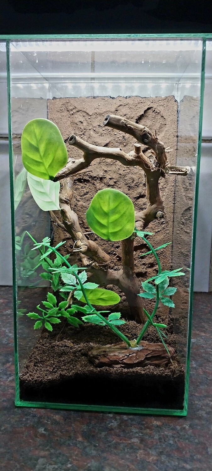 Aboreal Medium Enclosures