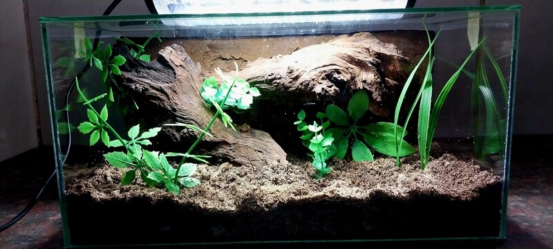 Terrestrial/Fossorial Medium Enclosure