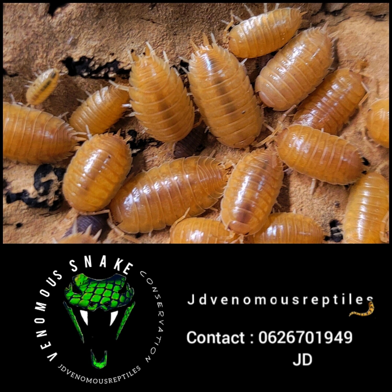 Porcellio Laevis &quot;Tropical Orange&quot;