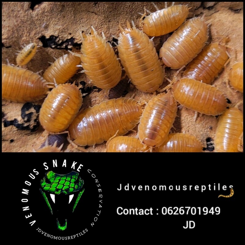 Porcellio Laevis &quot;Tropical Orange&quot;
