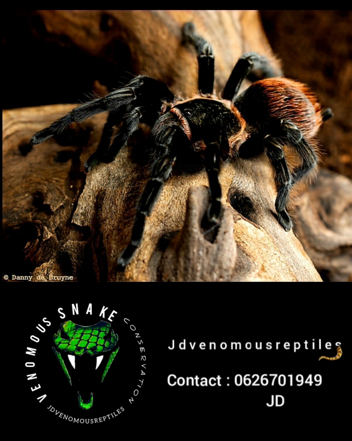 Tliltocatl Vagans