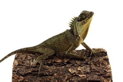 Terrestrial/Fossorial Enclosures