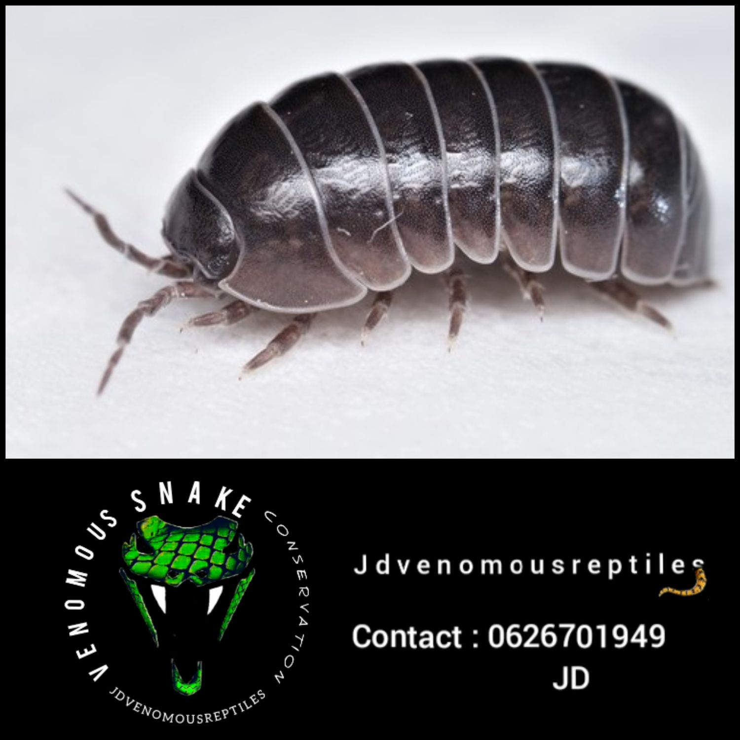 Armadillidium Vulgare
