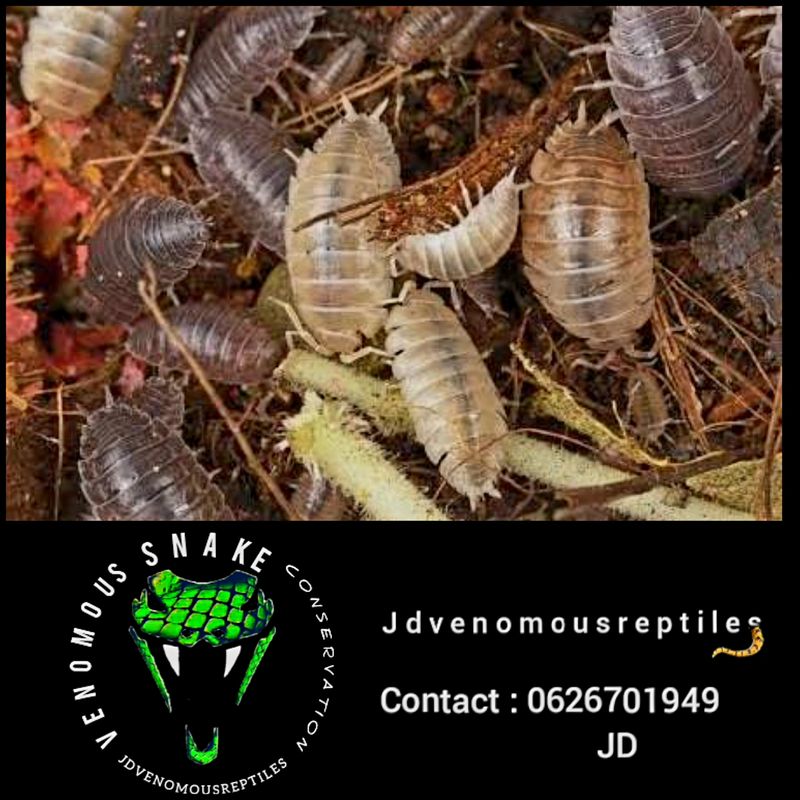 Porcellio Laevis &quot;Valkyrie&quot;