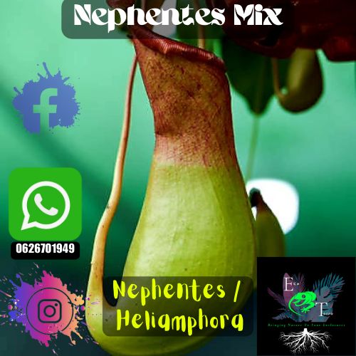 Nephentes Mix